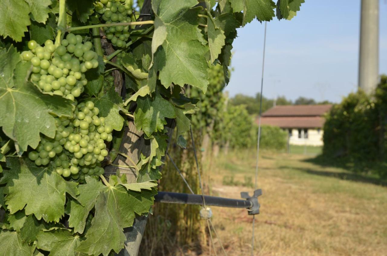 Agriturismo Corte Ambrosio Pozzolengo Exterior foto